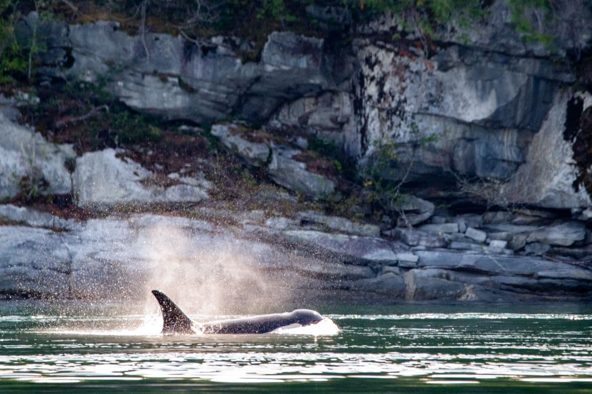 Northern Resident Orcas