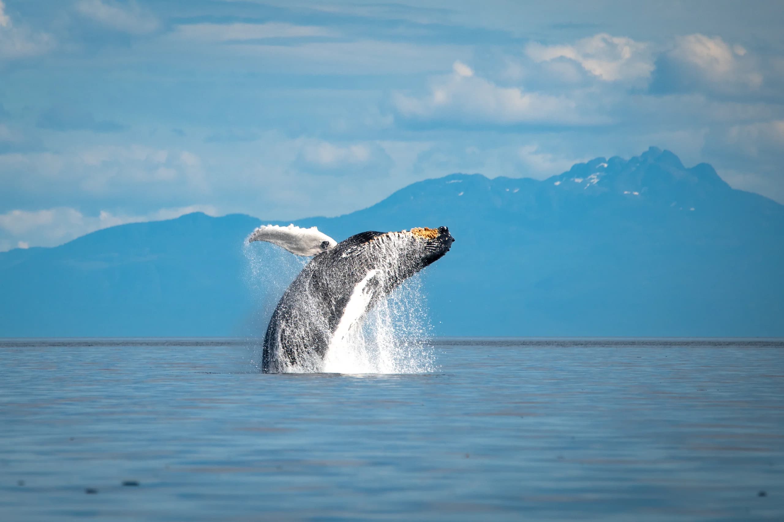 Humpback "Cirque" Breaching