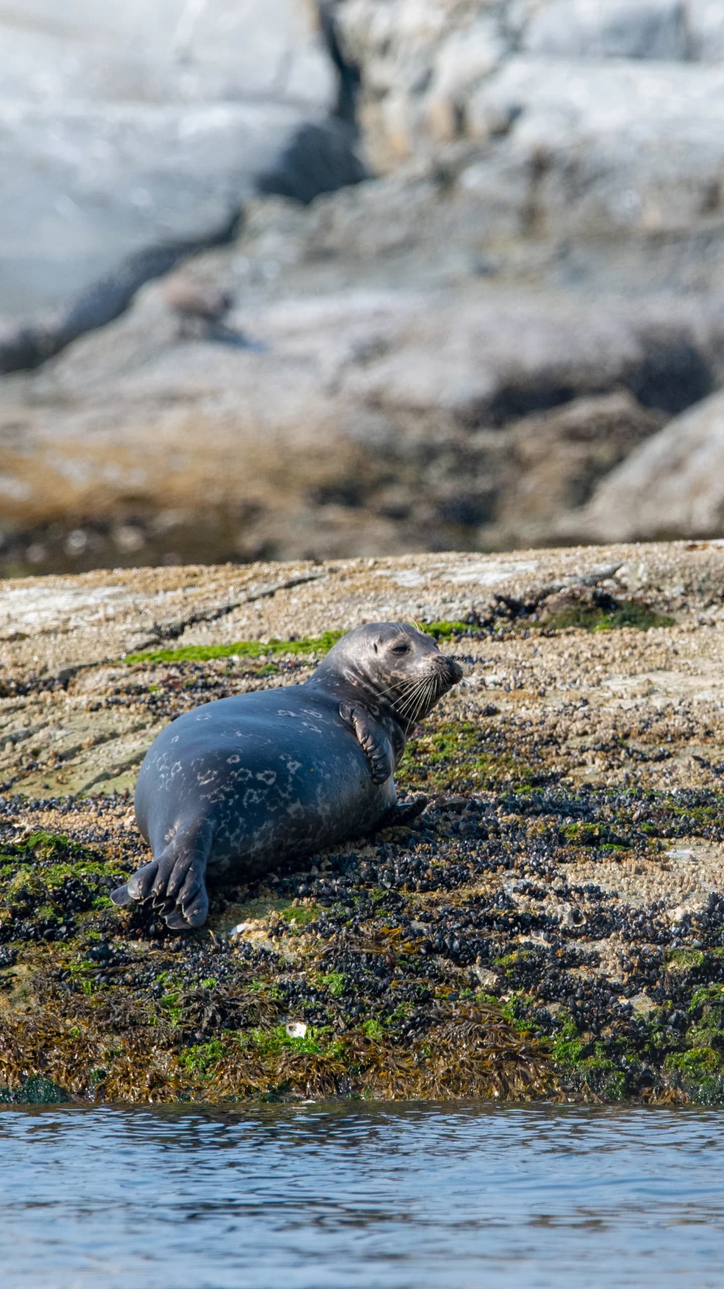 Harbour Seal