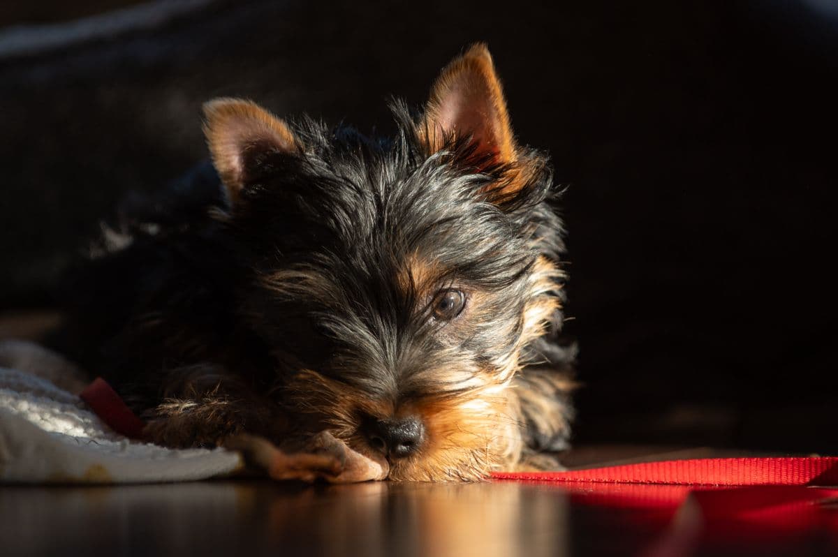 Jaxon the Teacup Terrier