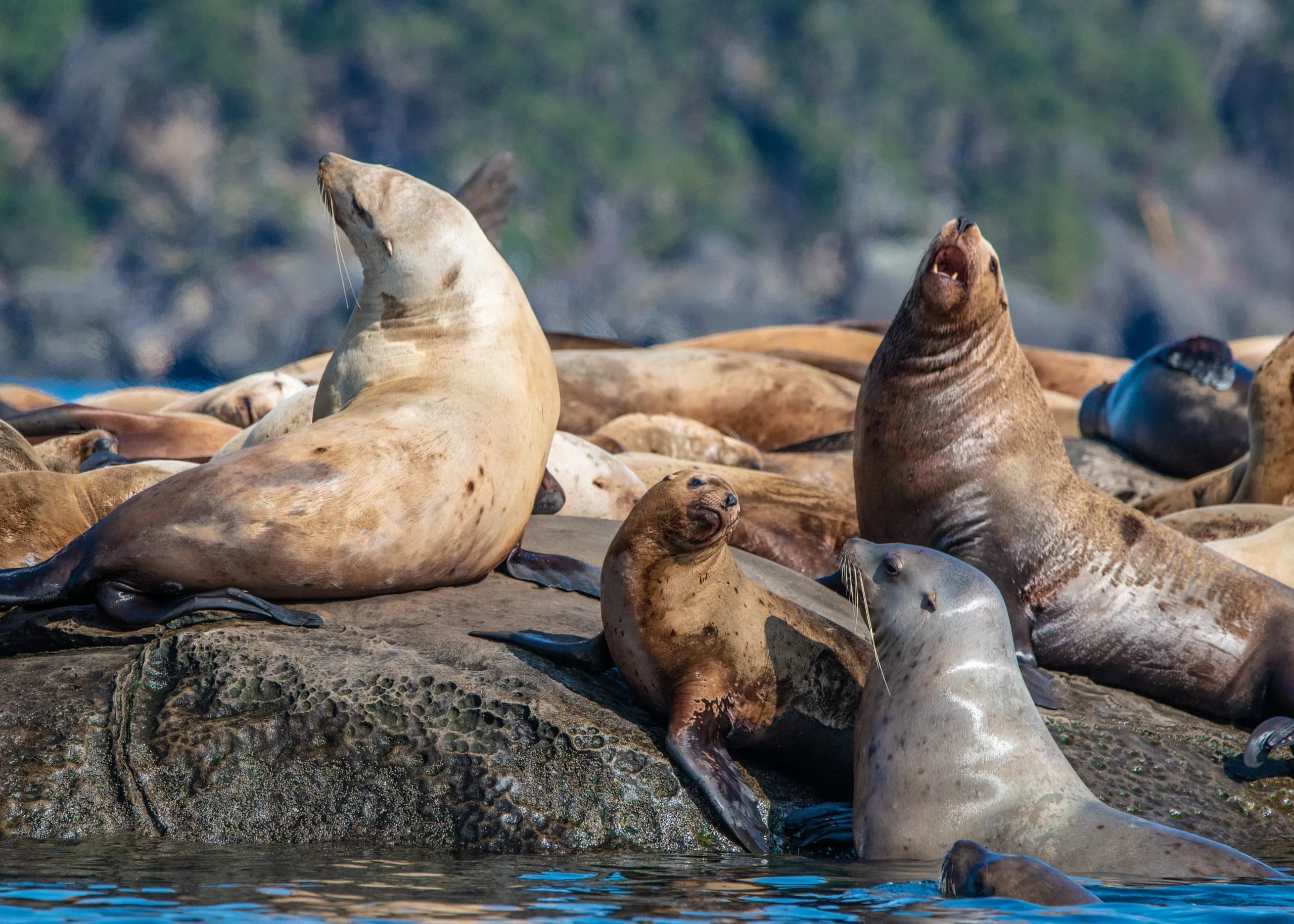 Stellar Sea Lions