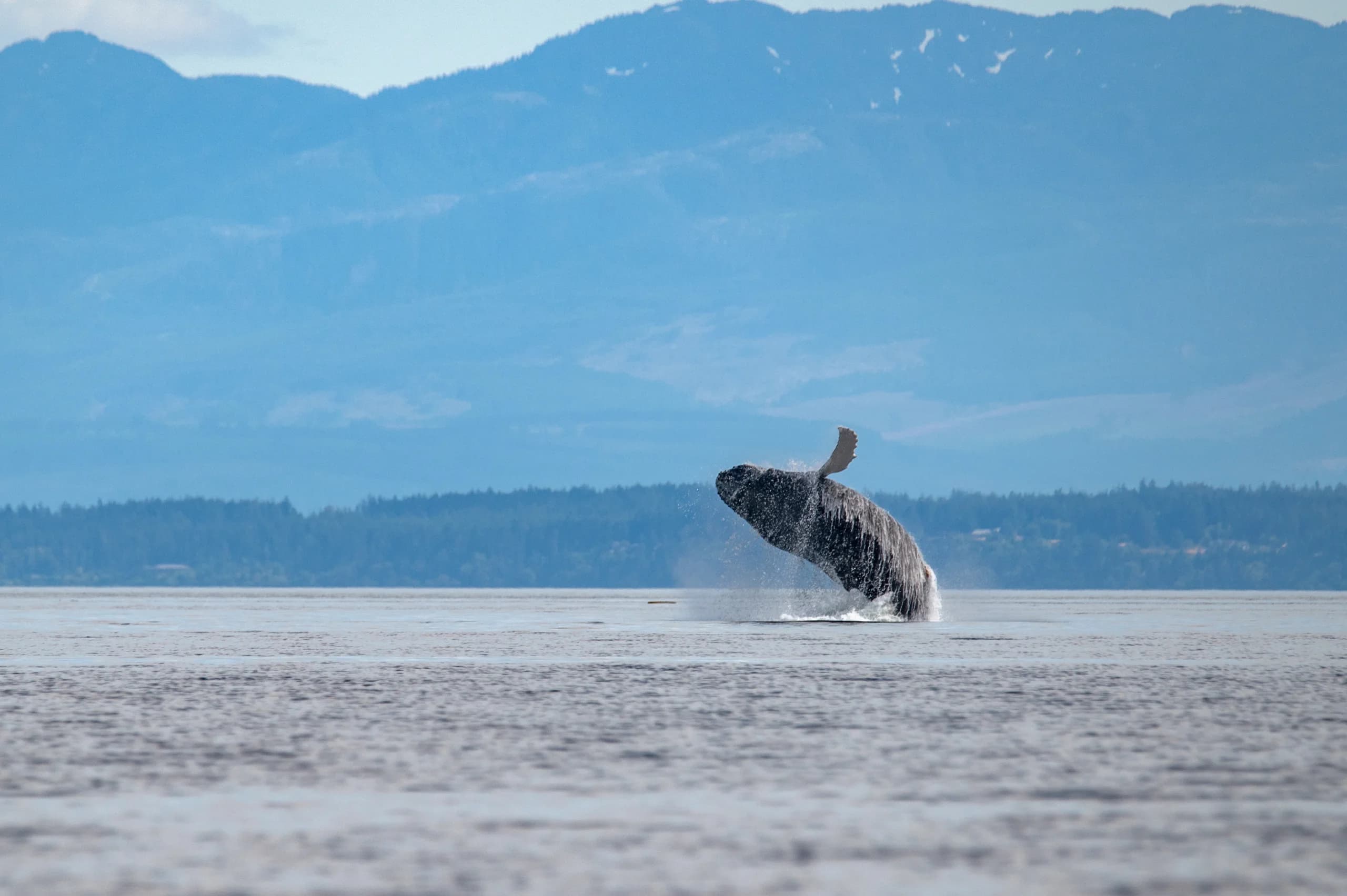 Humpback "Cirque" Breaching