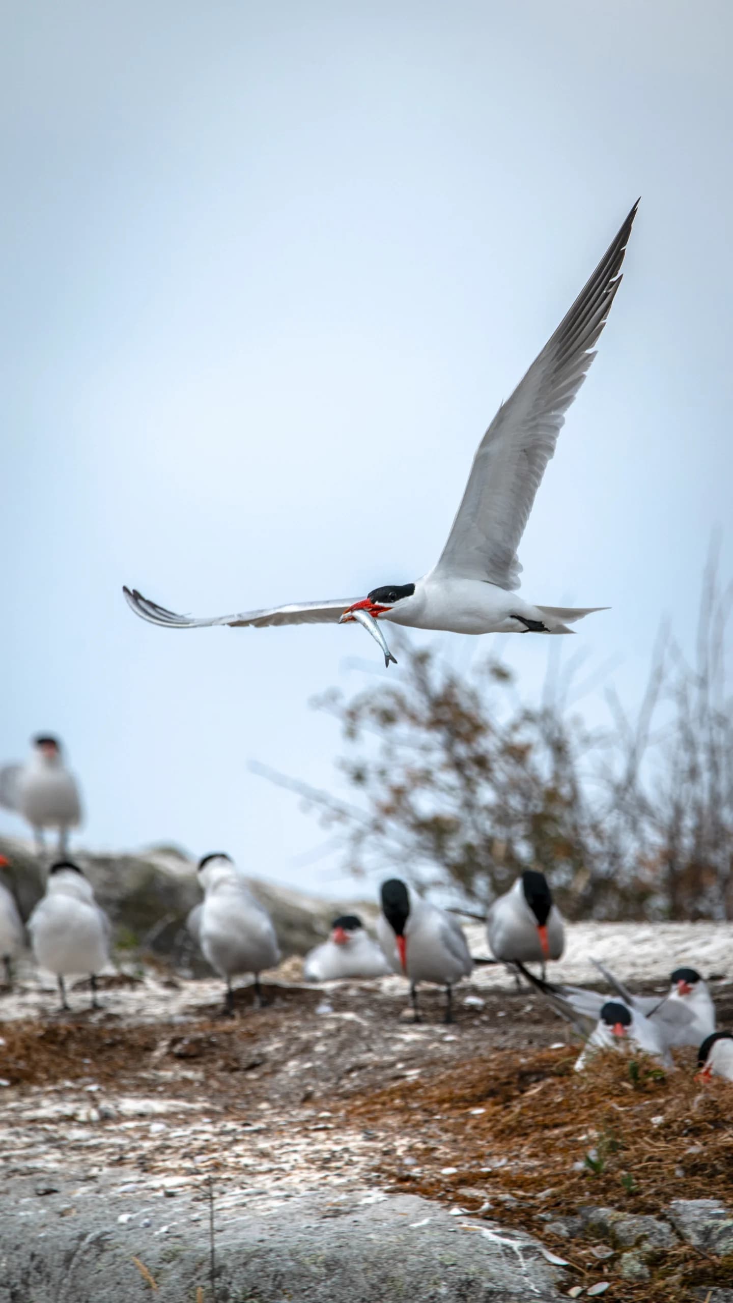Caspian Tern with Fish Offering
